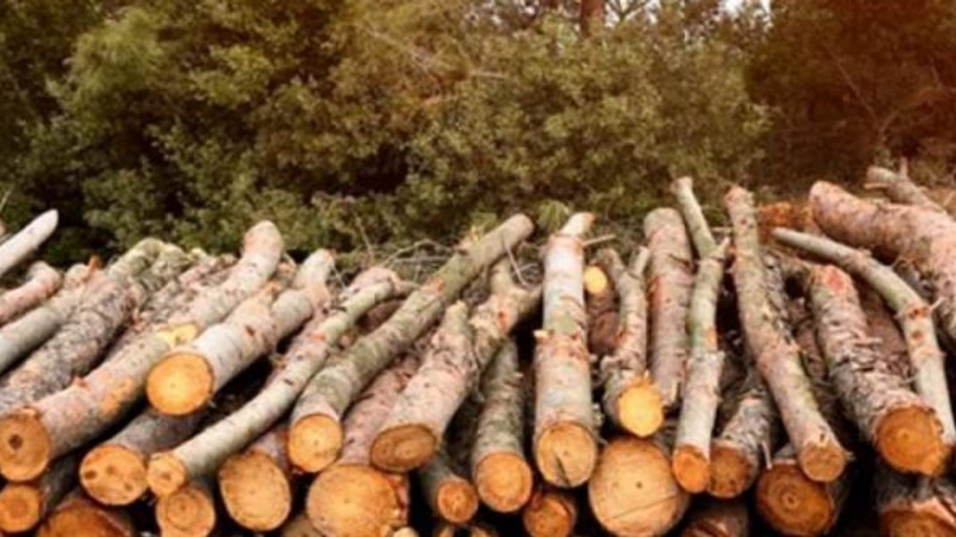 Troncos de madera para gestión de biomasa